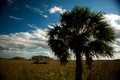 The Everglades #1, Florida