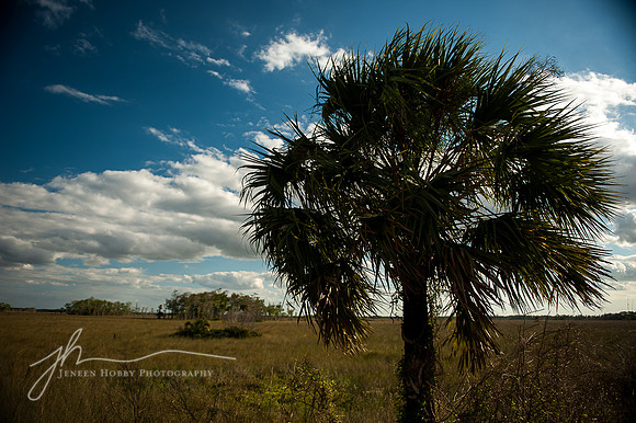 The Everglades #1, Florida