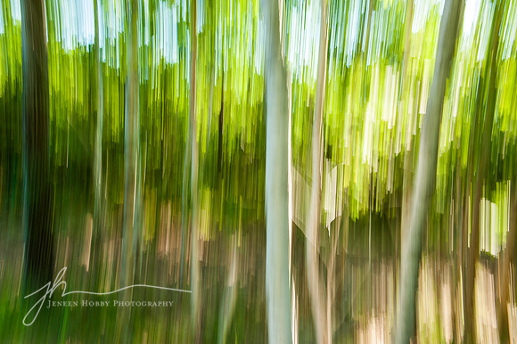 Panned view of a grove of white birch trees, Acadia National Park, Maine