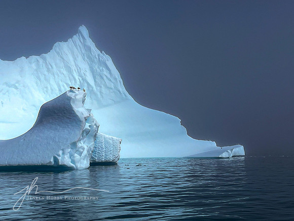 "Birds on Berg"
