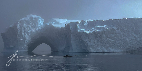 "Ice Arch and Humpback Whales" closeup