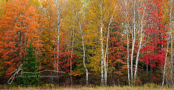 Fall color, White birch trees, Upper Peninsula, Michigan