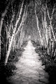 "Passage", Birch Tree Allee, Stan Hywet Hall and Gardens, Akron, Ohio