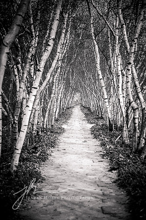 "Passage", Birch Tree Allee, Stan Hywet Hall and Gardens, Akron, Ohio