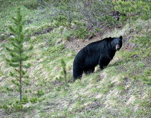 Black Bear, Banff National Park
