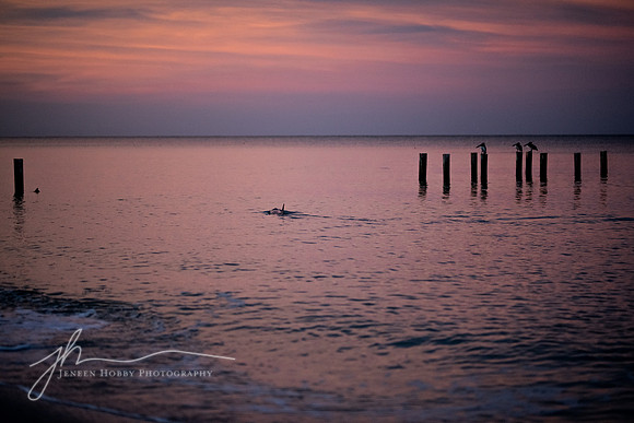 Dolphin, sunrise, Gulf of Mexico, Florida