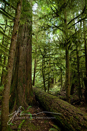 Vancouver Island #3