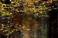 Yellow Birch, Ledges, Gorge Metro Park, Summit County, Ohio