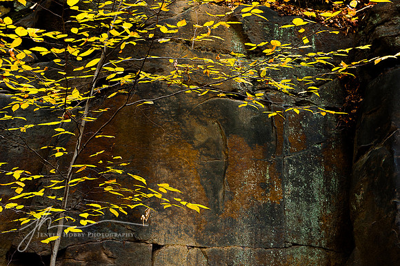 Yellow Birch, Ledges, Gorge Metro Park, Summit County, Ohio