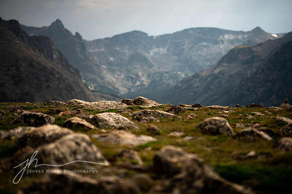Alpine tundra, Old Ute Trail,  overlook, Rocky Mountain National Park, Colorado
