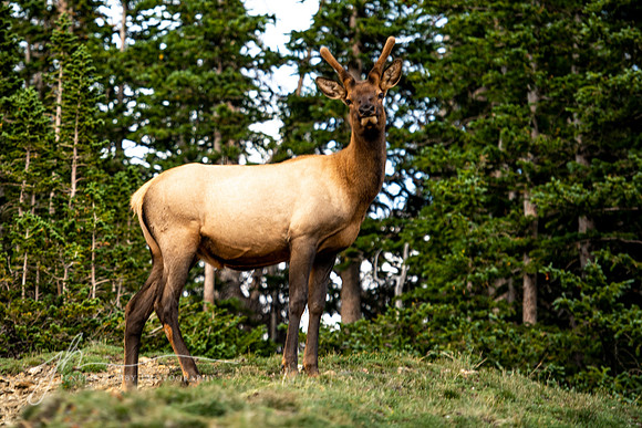 Elk #2, Rocky Mountain National Park, Colorado