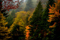 Along the Blue Ridge Parkway #3, North Carolina