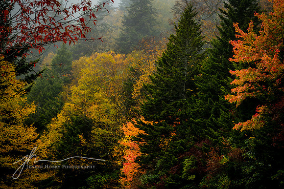 "Cluster of Color", the Blue Ridge Parkway, North Carolina