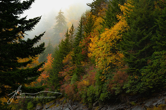 "Misty Morning", the Blue Ridge Parkway, North Carolina