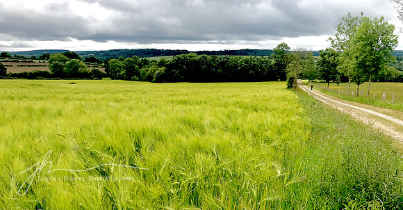 Normandy countryside #1, France