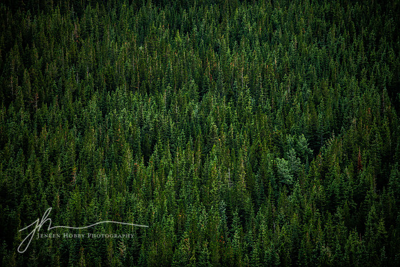 Forest along Swiftcurrent Pass Trail, Glacier National Park, Montana