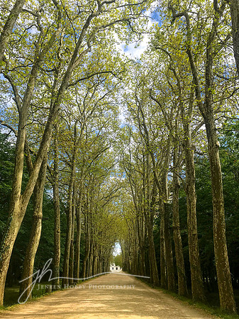Path of London Plane Trees, Château de Chenonceau, Loire Valley, France