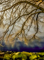 "Purple Haze"--Weeping Willow, Edgewater Park, Cleveland