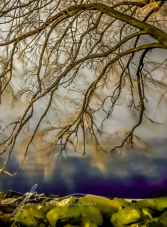 "Purple Haze"--Weeping Willow, Edgewater Park, Cleveland