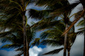 Windy Palms, South Beach, Miami, Florida