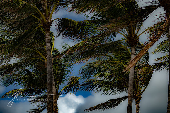 Windy Palms, South Beach, Miami, Florida