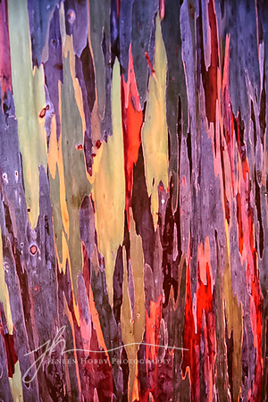 "Painted Glory"--Close-up of the bark of a Rainbow Eucalyptus Tree, Fairchild Gardens, Florida