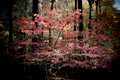 "Passion Pink"--Portage Lakes State Park, Ohio
