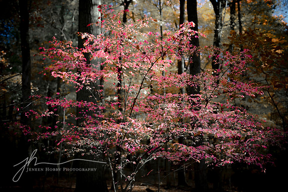 "Passion Pink"--Portage Lakes State Park, Ohio