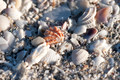 Seashells, Sanibel Island #1, Florida