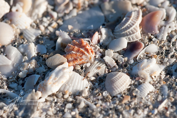 Seashells, Sanibel Island #1, Florida