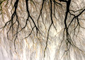 "Intertwined"--Weeping Willow, Edgewater Park, Cleveland