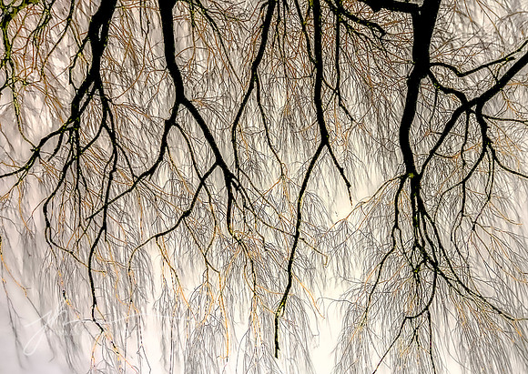 "Intertwined"--Weeping Willow, Edgewater Park, Cleveland